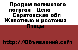 Продам волнистого попугая › Цена ­ 100 - Саратовская обл. Животные и растения » Птицы   